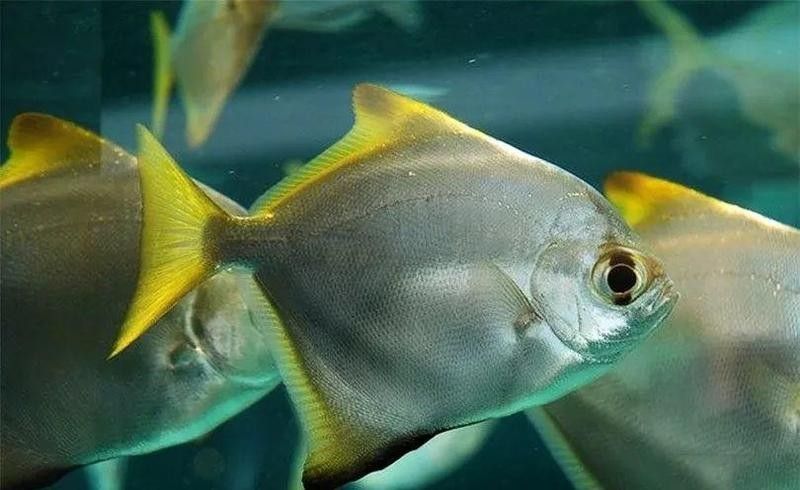 龍魚和黃鰭鯧混養(yǎng)