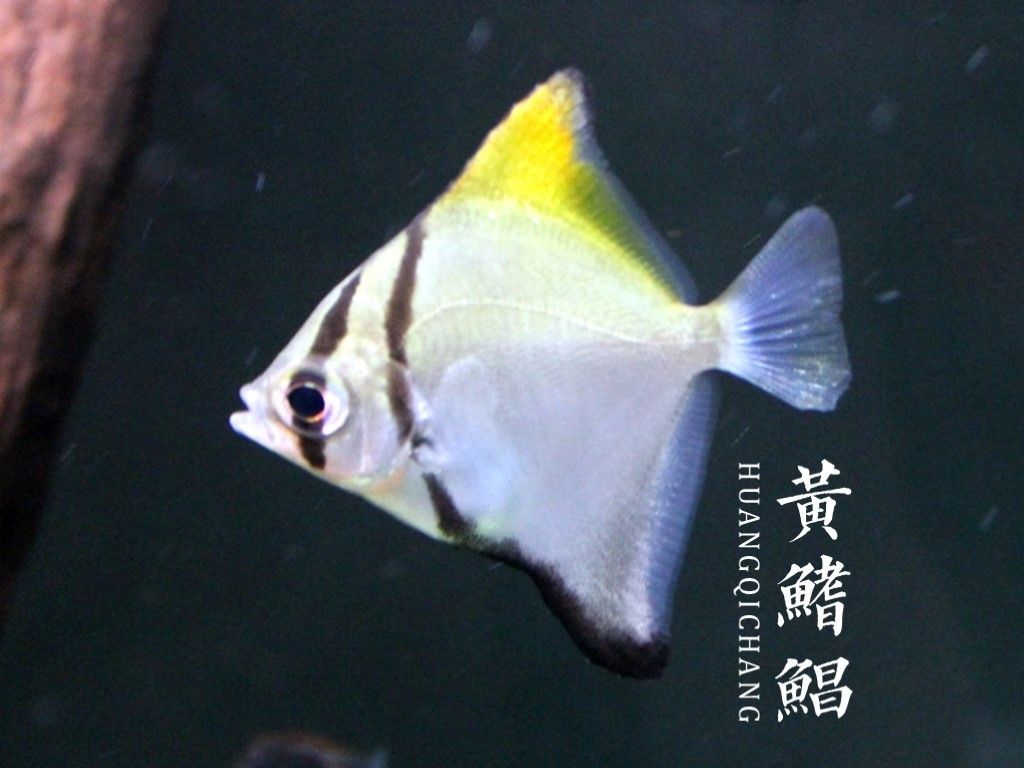 龍魚和黃鰭鯧混養