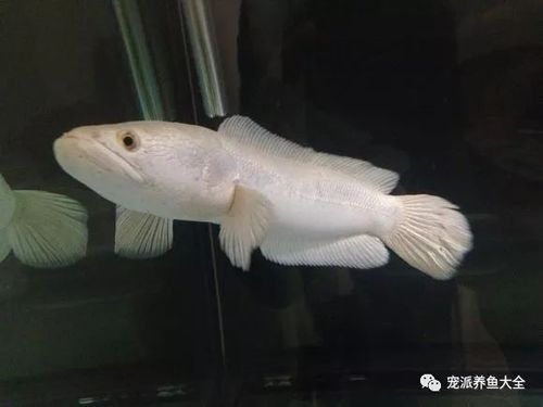 雷龍魚白色