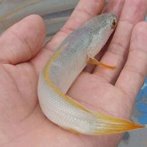 雷龍魚白色