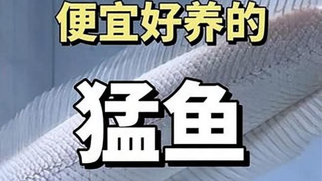 雷龍魚白色