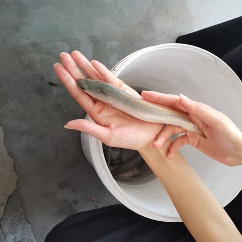 雷龍魚白色