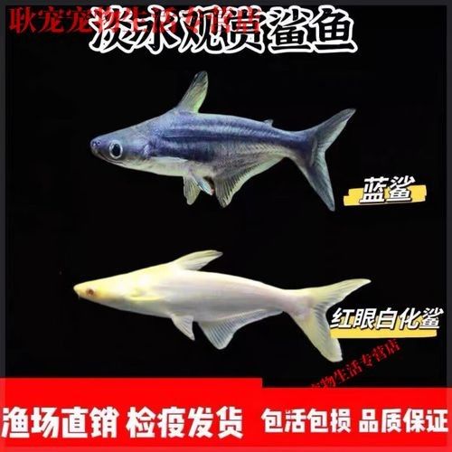 鯊魚可以和龍魚混養(yǎng)嗎圖片欣賞