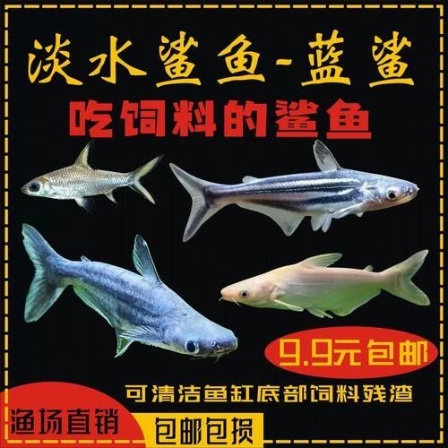 鯊魚可以和龍魚混養(yǎng)嗎圖片欣賞