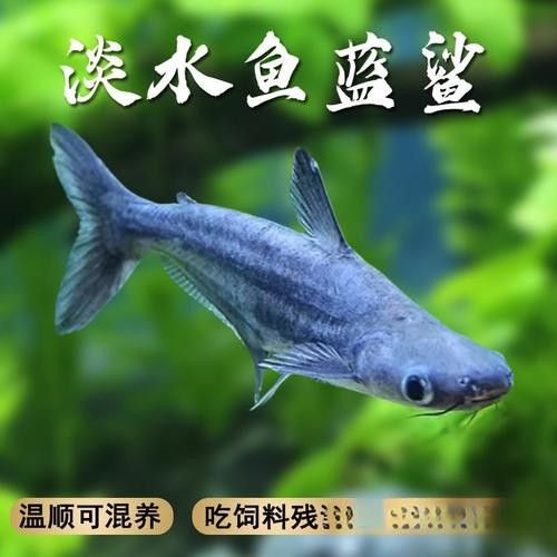 鯊魚可以和龍魚混養(yǎng)嗎圖片欣賞
