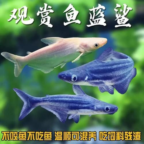 鯊魚可以和龍魚混養(yǎng)嗎圖片欣賞
