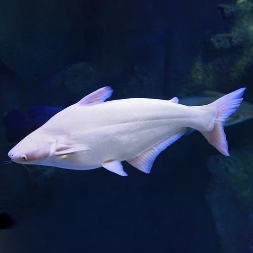 鯊魚可以和龍魚混養(yǎng)嗎圖片欣賞