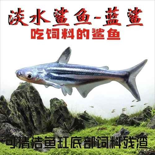 鯊魚可以和龍魚混養(yǎng)嗎圖片欣賞