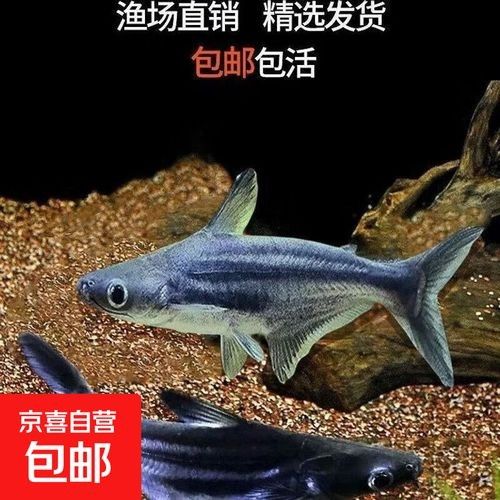 鯊魚可以和龍魚混養(yǎng)嗎圖片欣賞