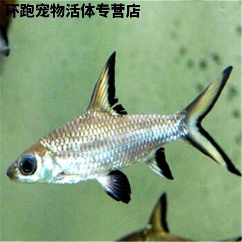 鯊魚可以和龍魚混養(yǎng)嗎圖片欣賞