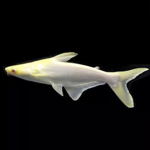 鯊魚可以和龍魚混養(yǎng)嗎圖片欣賞