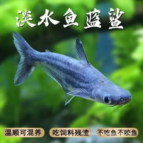鯊魚可以和龍魚混養(yǎng)嗎圖片欣賞