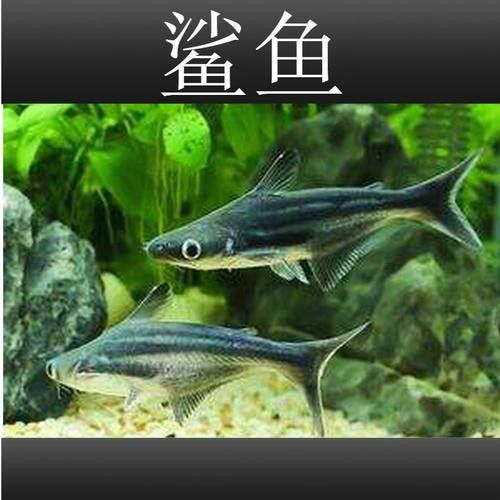 鯊魚可以和龍魚混養(yǎng)嗎圖片欣賞