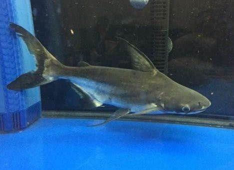 鯊魚可以和龍魚混養(yǎng)嗎圖片欣賞