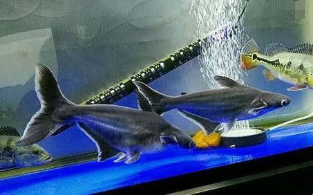 鯊魚可以和龍魚混養(yǎng)嗎圖片欣賞