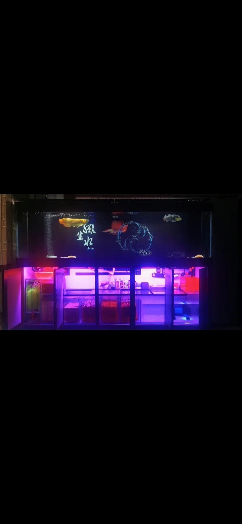 鯊魚可以和龍魚混養(yǎng)嗎圖片欣賞