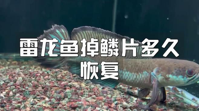 龍魚經常跳缸掉鱗