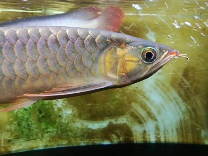 龍魚兜嘴什么樣子