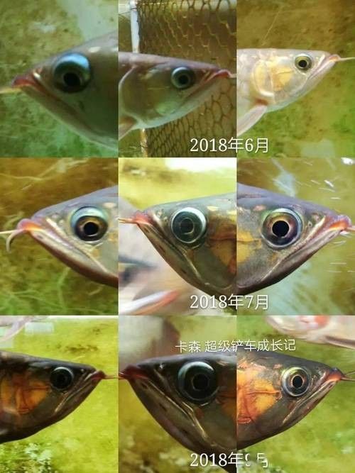 龍魚兜嘴什么樣子