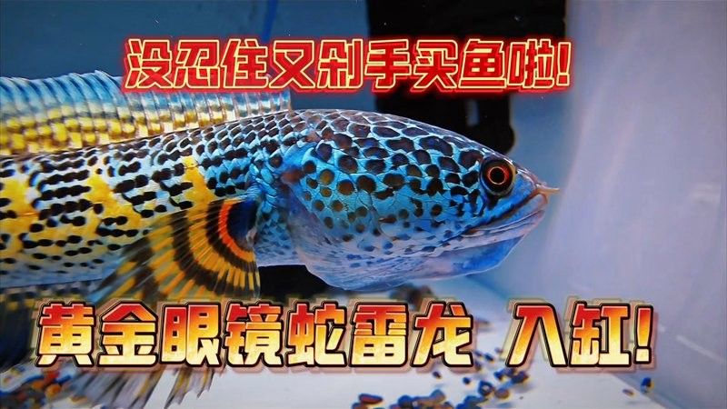 雷龍魚和龍魚哪個(gè)厲害些