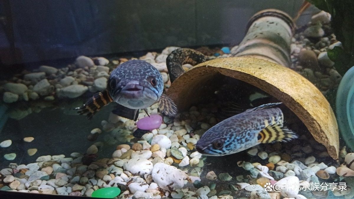 雷龍魚和龍魚哪個(gè)厲害些