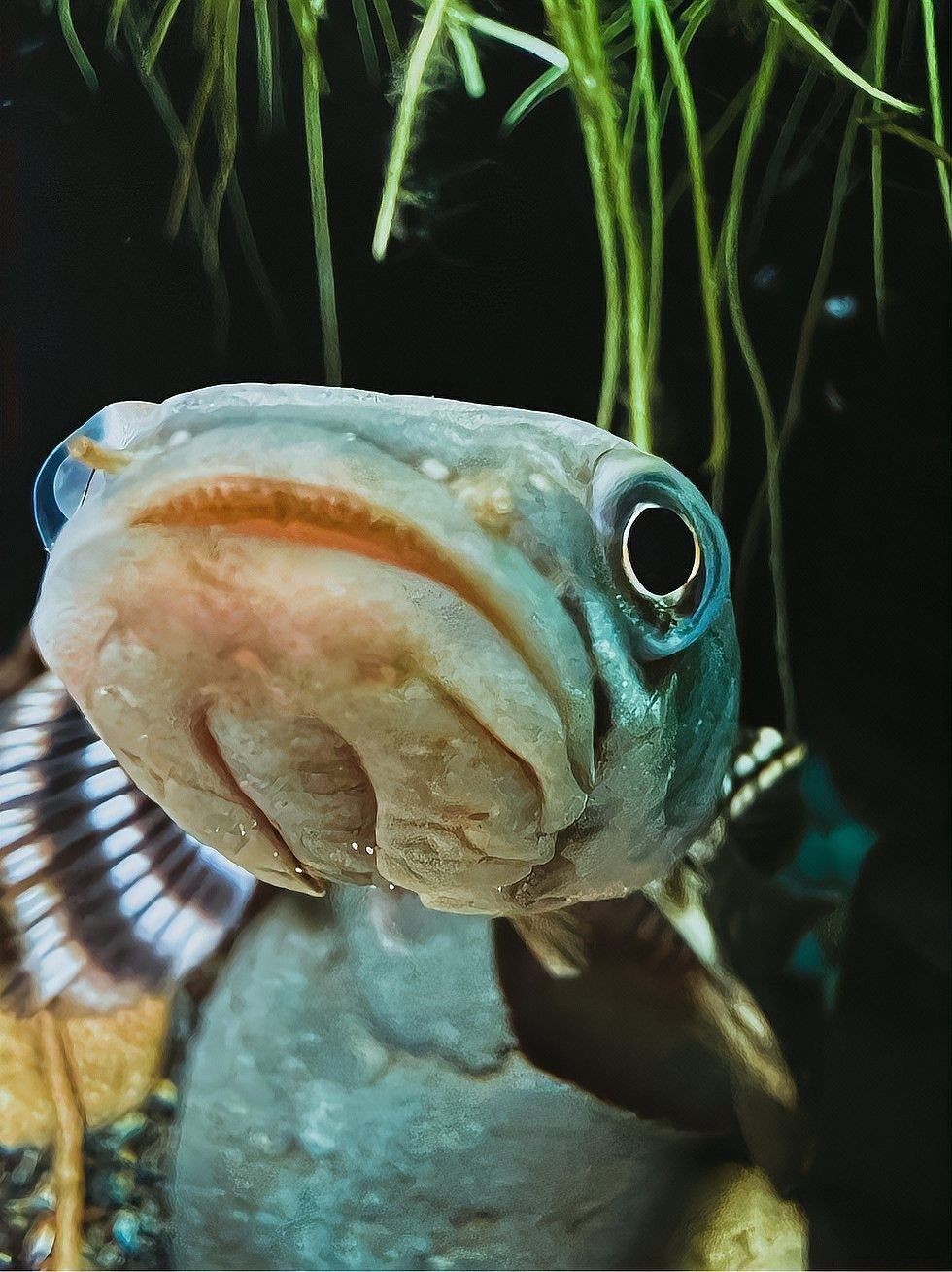 雷龍魚和龍魚哪個(gè)厲害些