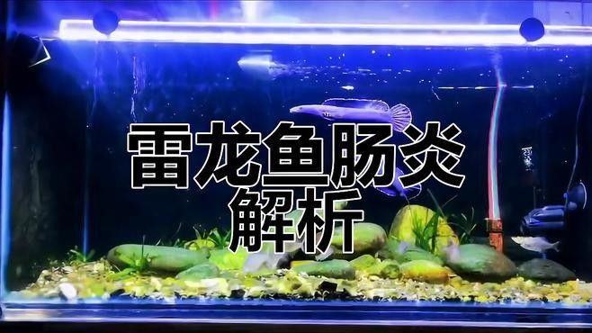 龍魚腸炎復(fù)發(fā)有哪些癥狀？