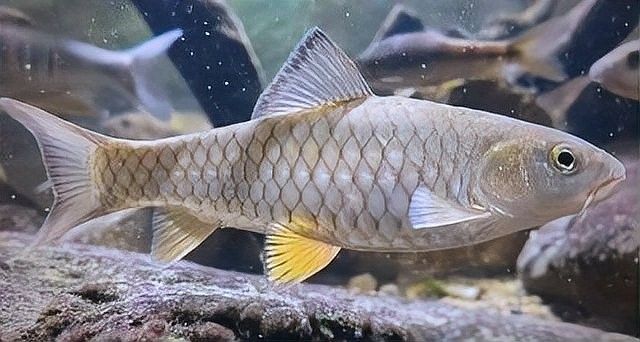 龍魚腸炎復(fù)發(fā)有哪些癥狀？