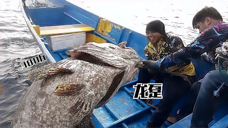 龍躉魚的市場價格是多少? 龍魚百科 第5張 龍躉魚的市場價格是多少? 龍躉魚的市場價格是多少? 龍魚百科 第5張
