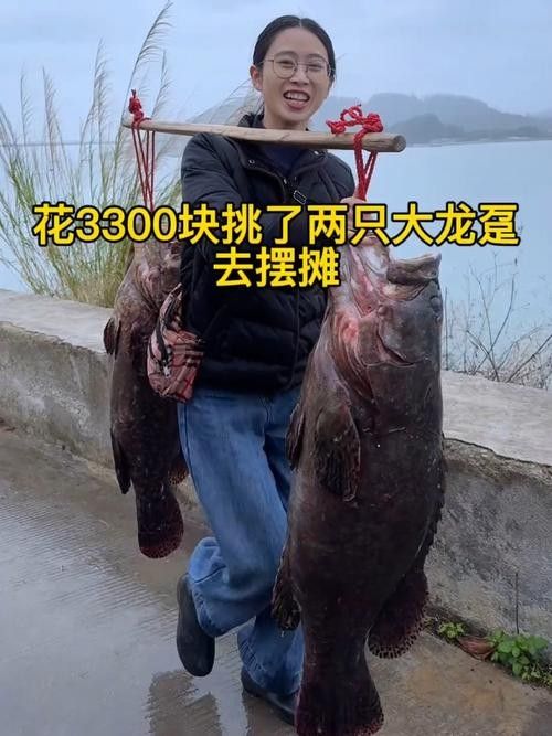 龍躉魚的市場價格是多少? 龍魚百科 第2張 龍躉魚的市場價格是多少? 龍躉魚的市場價格是多少? 龍魚百科 第2張