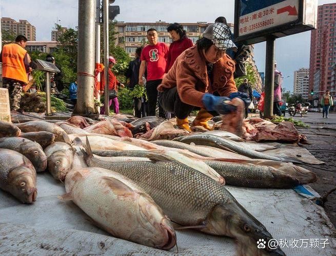 龍躉魚的市場價格是多少? 龍魚百科 第6張 龍躉魚的市場價格是多少? 龍躉魚的市場價格是多少? 龍魚百科 第6張