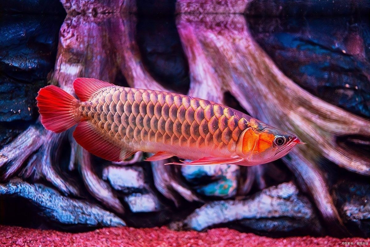 龍魚有點(diǎn)側(cè)游是怎么了