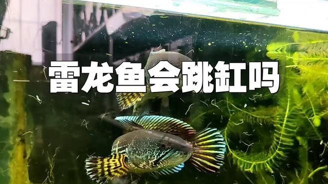 雷龍魚跳缸是什么原因引起的 雷龍魚跳缸是什么原因引起的 龍魚百科 第1張