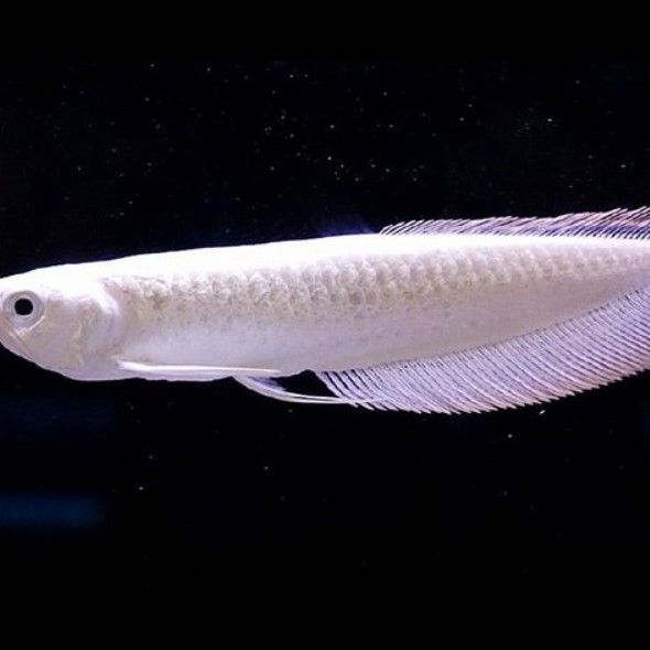 雪龍魚產地哪里 雪龍魚產地哪里 龍魚百科 第5張