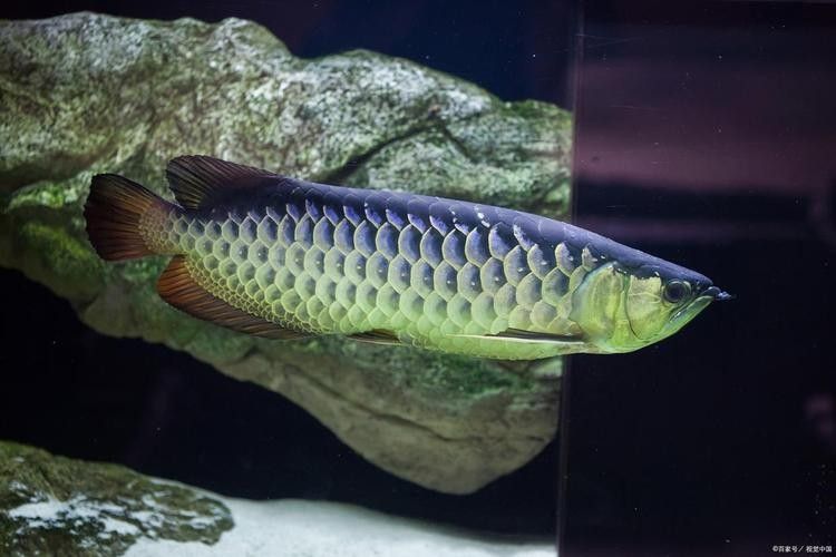 青龍魚與銀龍魚的區別圖片