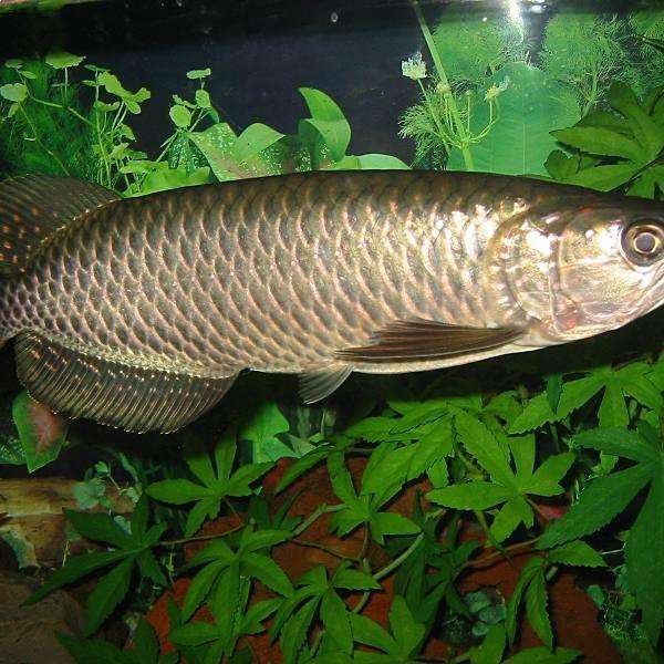 長的像龍魚的小型魚叫什么
