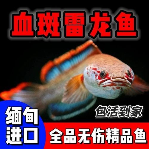 雷龍魚貼紙背景