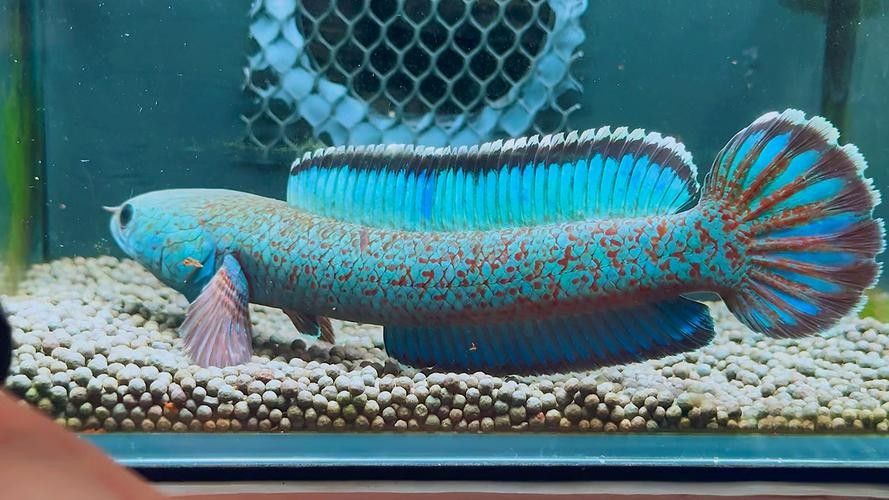 雷龍魚貼紙背景