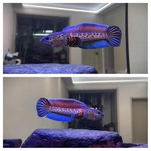 雷龍魚貼紙背景