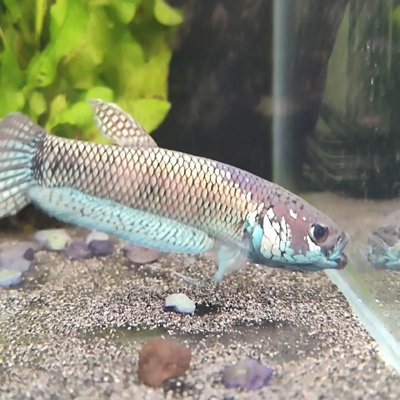 雷龍魚貼紙背景