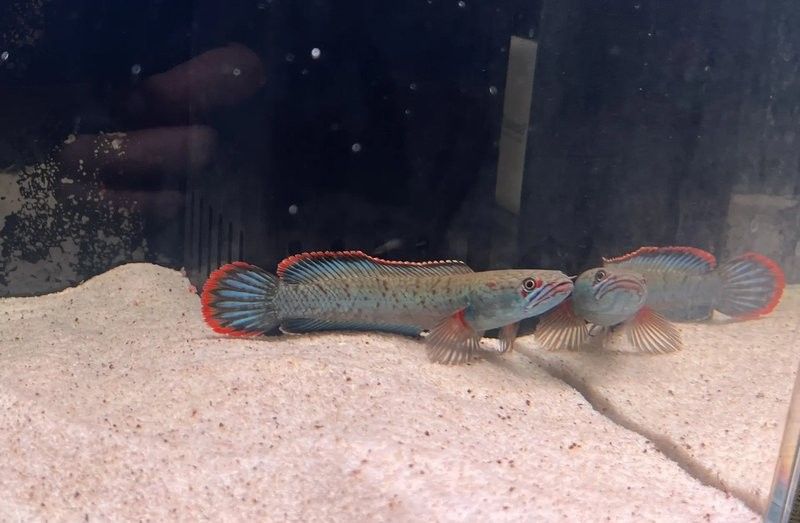 雷龍魚貼紙背景