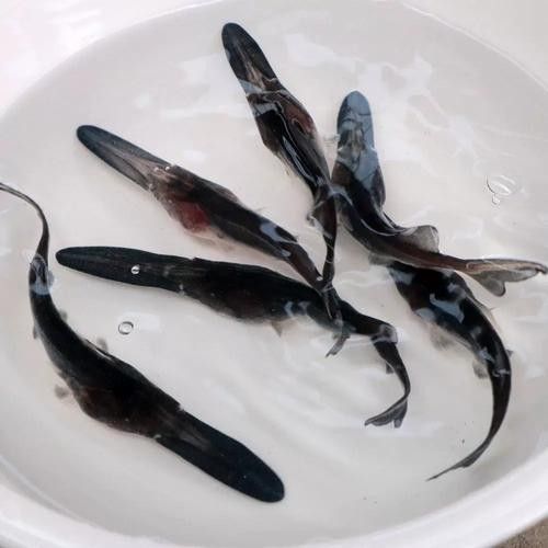 鴨嘴魚可以和龍魚混養嗎圖片大全 鴨嘴魚可以和龍魚混養嗎圖片大全 龍魚百科 第8張