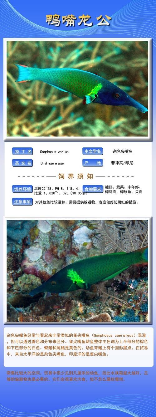 鴨嘴魚可以和龍魚混養嗎圖片大全 鴨嘴魚可以和龍魚混養嗎圖片大全 龍魚百科 第6張