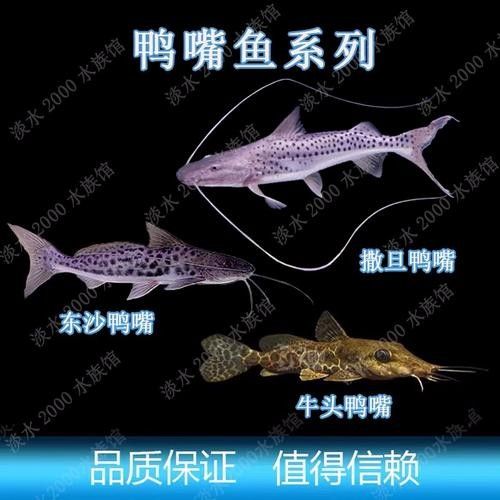 鴨嘴魚可以和龍魚混養嗎圖片大全 鴨嘴魚可以和龍魚混養嗎圖片大全 龍魚百科 第3張