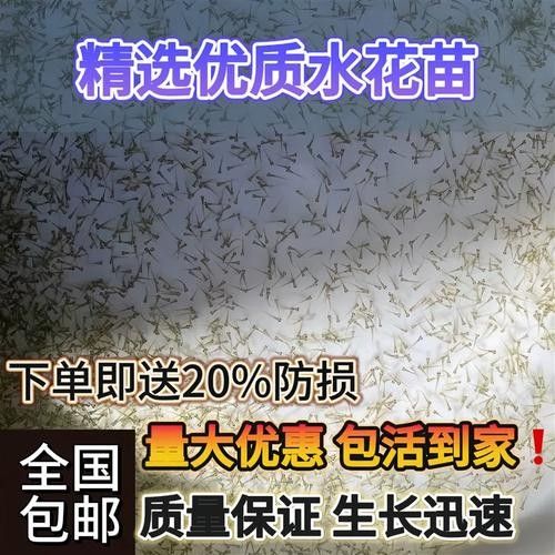 鴨嘴魚可以和龍魚混養嗎圖片大全 鴨嘴魚可以和龍魚混養嗎圖片大全 龍魚百科 第17張