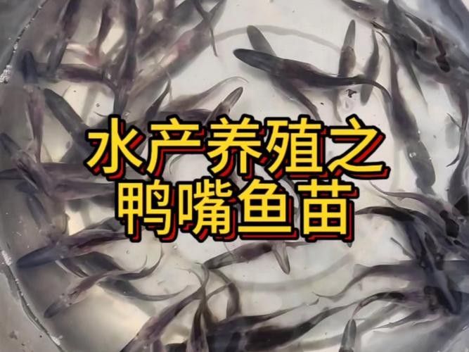 鴨嘴魚可以和龍魚混養嗎圖片大全 鴨嘴魚可以和龍魚混養嗎圖片大全 龍魚百科 第24張