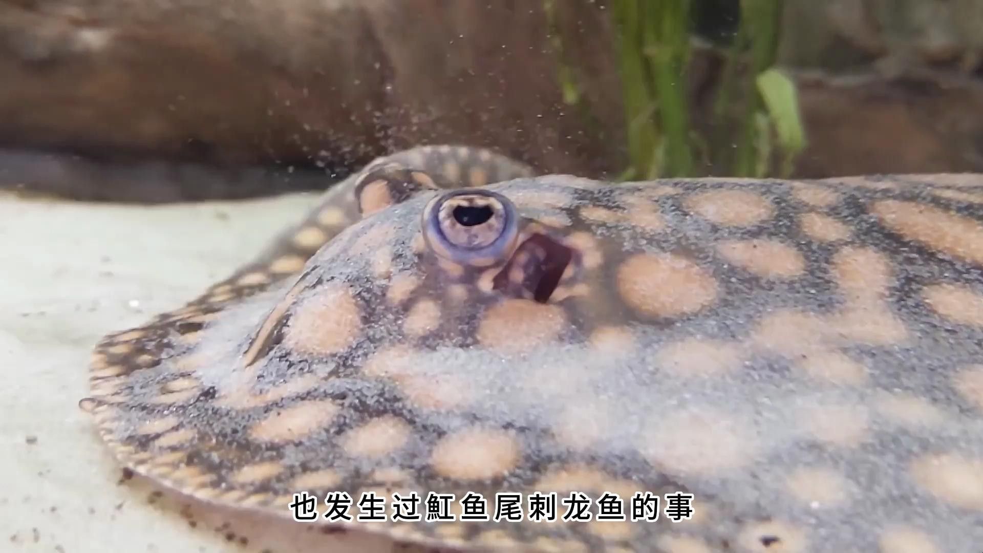 鴨嘴魚可以和龍魚混養嗎圖片大全 鴨嘴魚可以和龍魚混養嗎圖片大全 龍魚百科 第27張