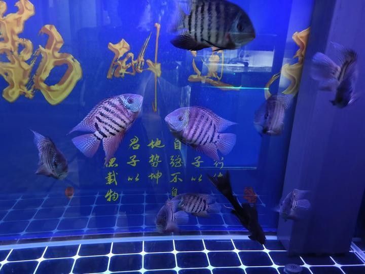 鴨嘴魚可以和龍魚混養嗎圖片大全 鴨嘴魚可以和龍魚混養嗎圖片大全 龍魚百科 第35張