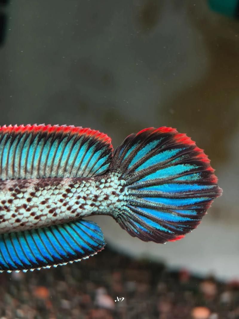 雷龍魚是淡水魚還是海水魚圖片