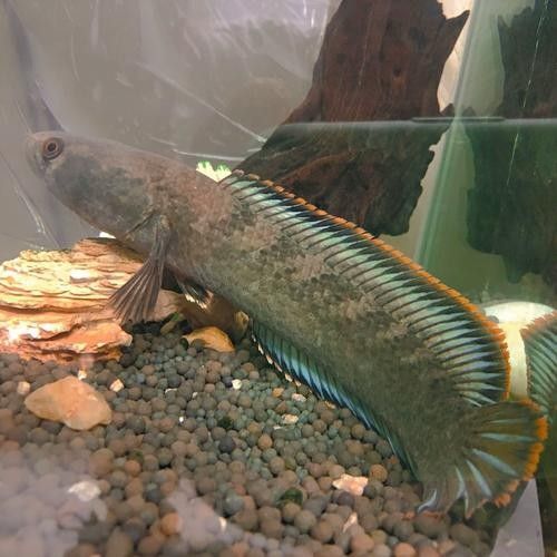 雷龍魚是淡水魚還是海水魚圖片